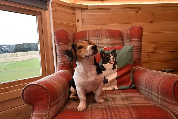 The Dog House Clyde Valley