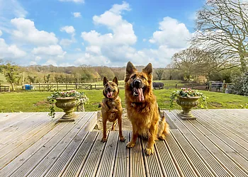 Two well behaved dogs are welcome