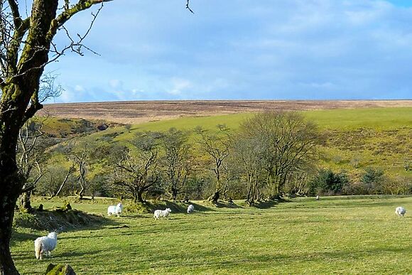 Mile And A Half Cottage