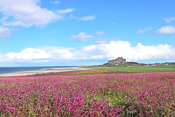 The Grey Goose Bamburgh