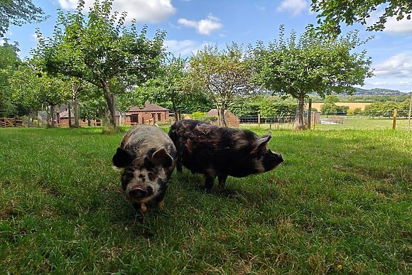 The Potting Shed Halfpenny Farm