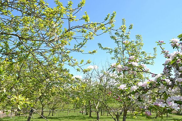 Cider Barn