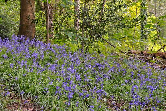 Cwm Dwr Bluebell Hut