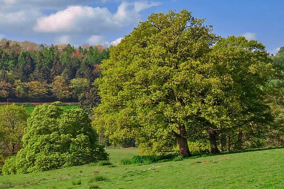 Cwm Dwr Bluebell Hut