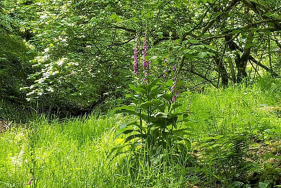 Low Floweryhirst Cottage