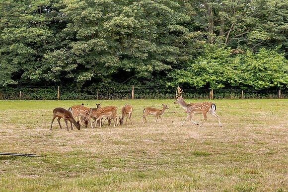 Deer View Cottage in Salhouse