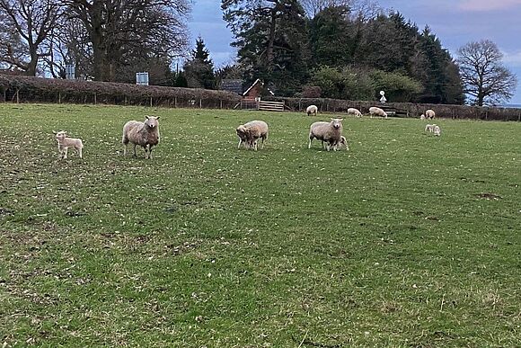 Boyne Arms Cottage in Burwarton