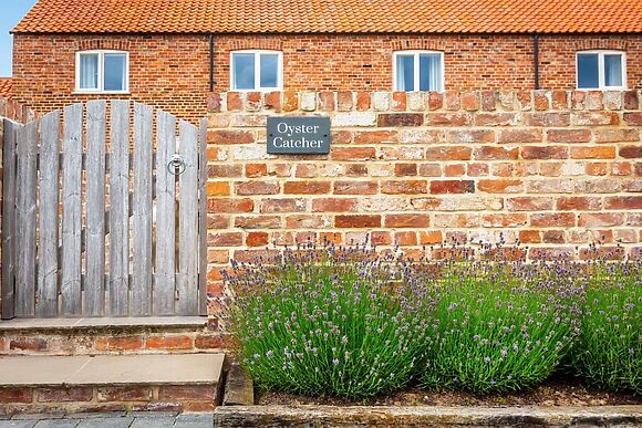 Oyster Catcher in Skegness