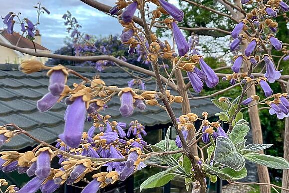 Gorsehill House in Poole