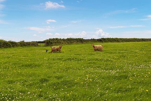 Carnau Bach at Brynawelon Farm