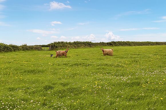 Carnau Mawr at Brynawelon Farm