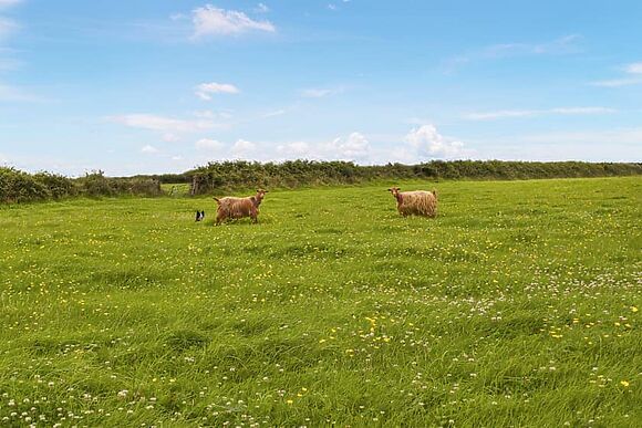 Carnau Mawr at Brynawelon Farm