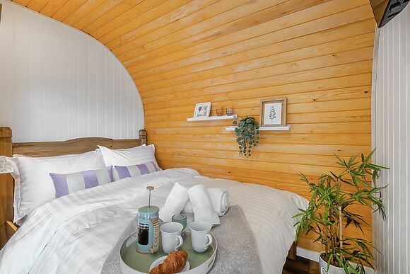 Bluebell in Straiton