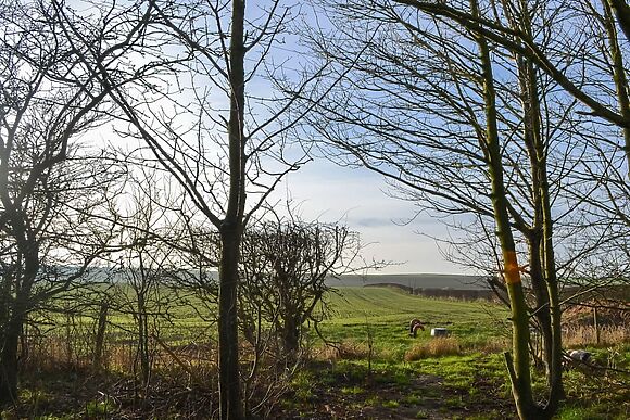 Beech at Graffitoe Farm Holidays