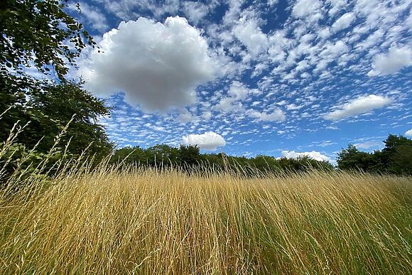 Dreamwood at Downwood