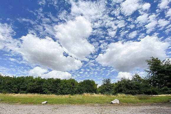 Dreamwood at Downwood