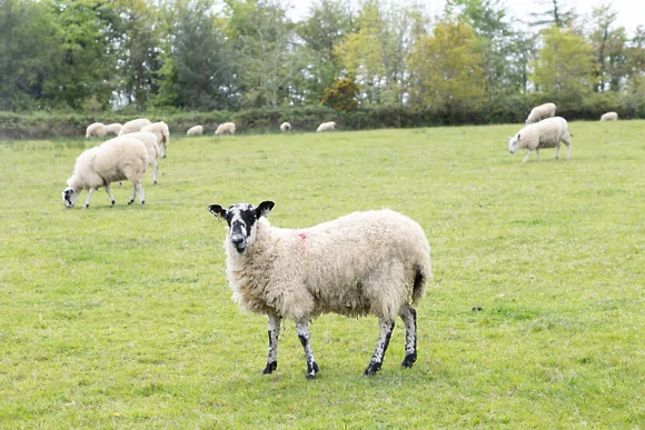 Snowdrop Lodge at 9 Roadford Lake Lodges