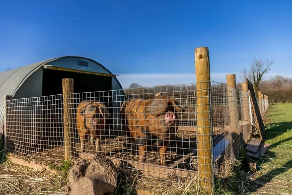 Windsor at Apple Tree Glamping
