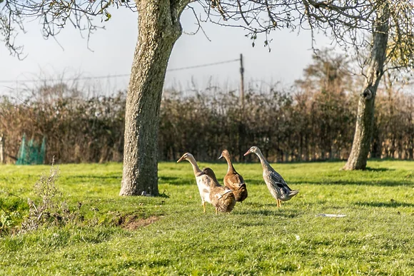 Windsor at Apple Tree Glamping