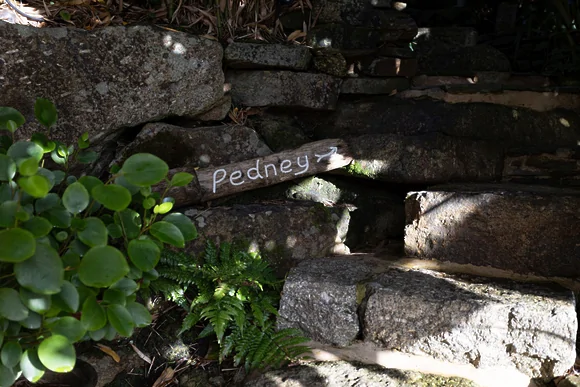 Pedney