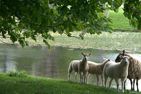 Muntjac Cottage