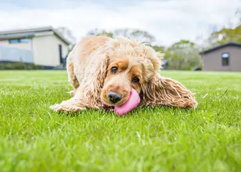 Beverley Holiday Park, Beverley