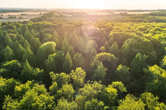 Blackwood Forest Lodges