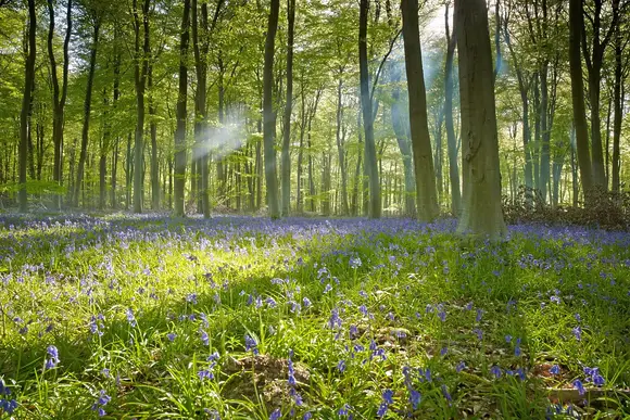 Blackwood Forest Lodges