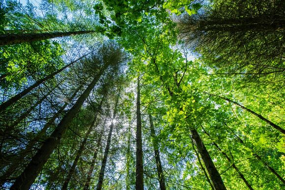 Honeysuckle - Bulworthy Forest Lodges, Webbery, Bideford