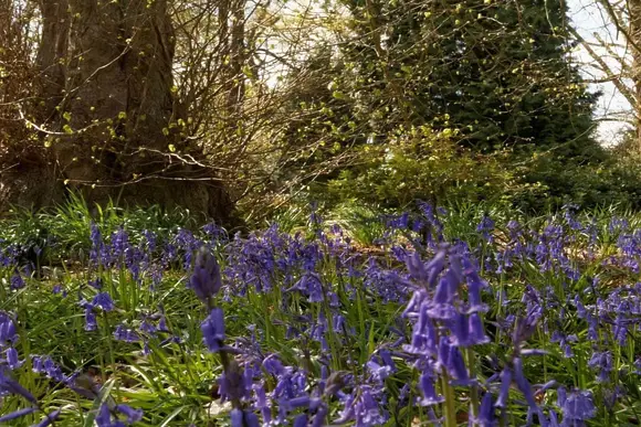 Clumber Park - credited National Trust image 