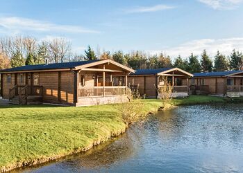 Typical Dragonfly Watersedge