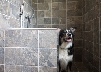 The Coppice 1  Spa (Pet) - Darwin Forest, Matlock