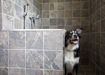 The Coppice 2 Spa (Pet) - Darwin Forest, Matlock