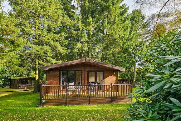 Haddon Classic Vogue 2 (Pet) - Darwin Forest, Matlock