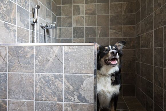 The Coppice 1  Spa (Pet) - Darwin Forest, Matlock