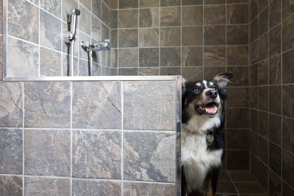 The Coppice 2 Spa (Pet) - Darwin Forest, Matlock