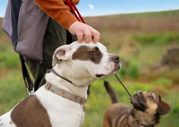 Daisy Bank Camp, Hebden Bridge