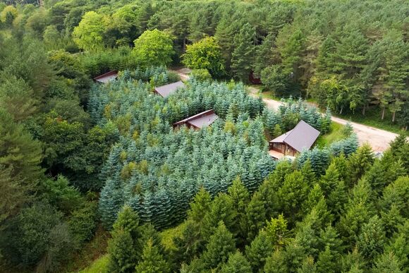 Golden Oak 2 Secluded View - Delamere Forest Lodges, Frodsham