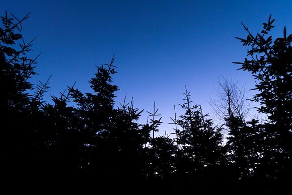 Silver Birch (Double) 3 Secluded View Pet - Delamere Forest Lodges, Frodsham