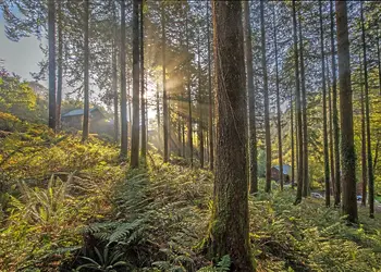 Deerpark Forest, Liskeard