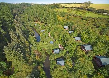 Classic Silver Birch 2 WF (Pet) - Deerpark Forest, Liskeard