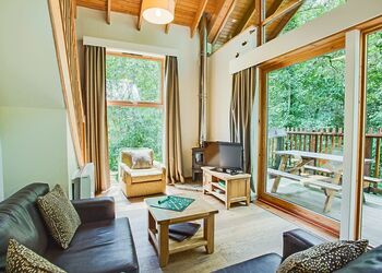 Classic Silver Birch 2 - Deerpark Forest, Liskeard