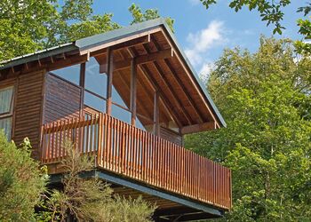 Classic Silver Birch 3 (Pet) - Deerpark Forest, Liskeard