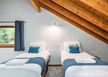 Classic Silver Birch 3 (Pet) - Deerpark Forest, Liskeard