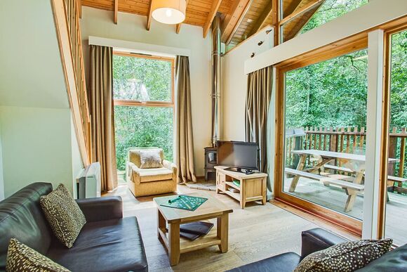 Classic Silver Birch 3 (Pet) - Deerpark Forest, Liskeard