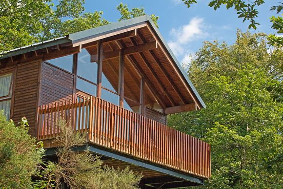 Classic Silver Birch 3 (Pet) - Deerpark Forest, Liskeard