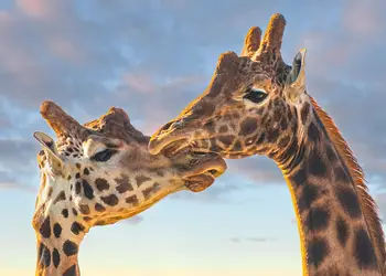 Folly Farm Holiday Park, Kilgetty