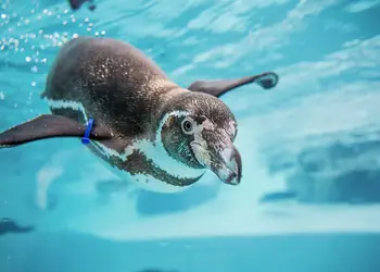 Folly Farm Holiday Park, Kilgetty