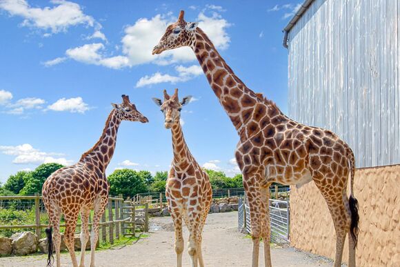 Twiga Tent - Folly Farm Holiday Park, Kilgetty