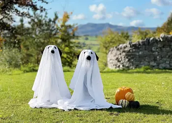 Flusco Wood, Dacre, Nr Ullswater